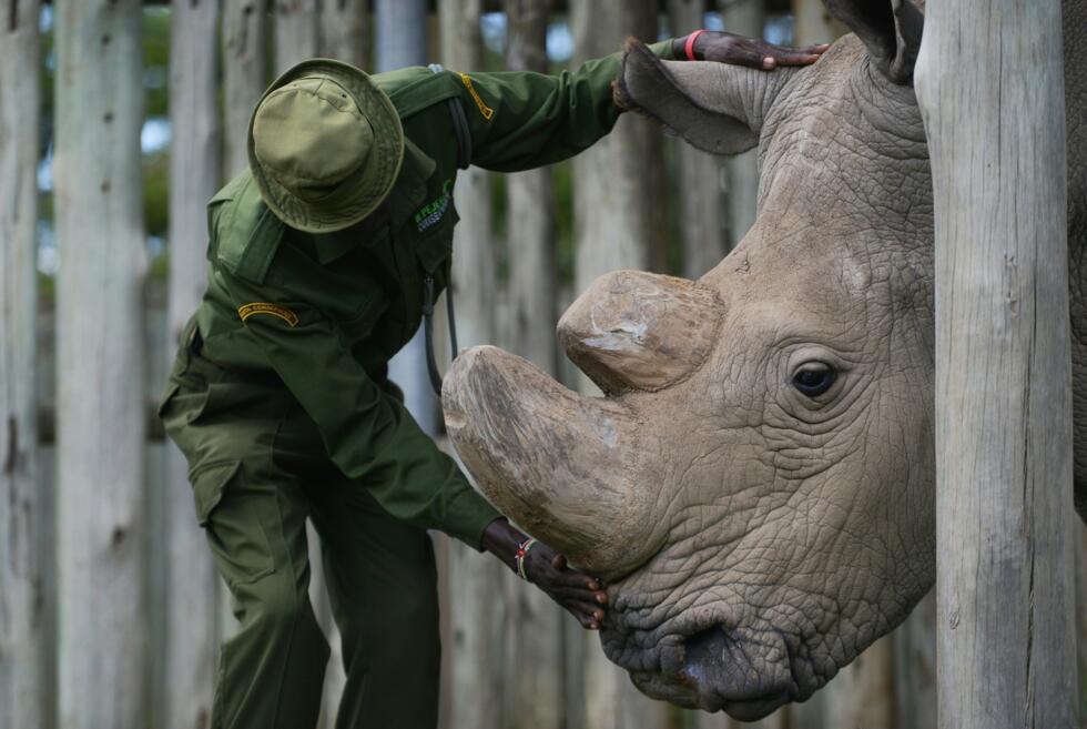 The last male northern white rhino Sudan, pictured in 2016 before his death two years later prompted global mourning