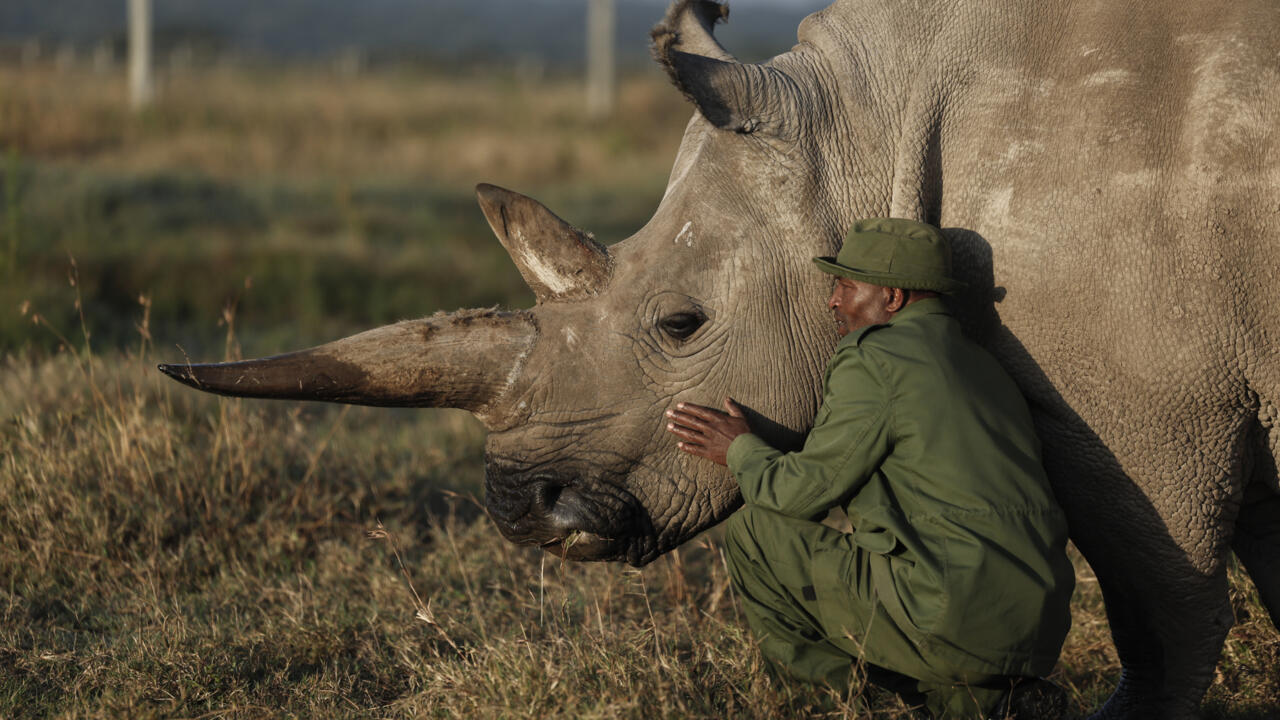 Najin is one of only two northern rhinos left on Earth -- for now at least