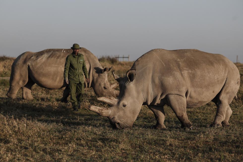 Fatu, right, and her mother Najin munch on grass inside Kenya's Ol Pejeta Conservancy